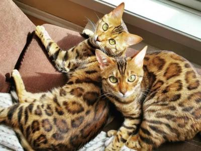 Aria And Leia Bonded Bengal Sisters - Bengal - Gallery Photo #1