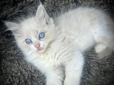 Snuggles - Ragdoll - Gallery Photo #1