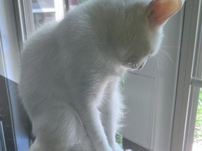 Daisy - Turkish Angora - Gallery Photo #1