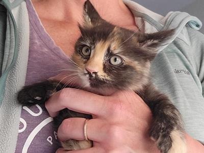 Female Calico - American Longhair - Gallery Photo #1