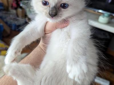 Greyla Blue Mitted - Ragdoll - Gallery Photo #1