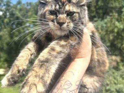 Gorgeous Tortie Girl Kitty - Maine Coon - Gallery Photo #1