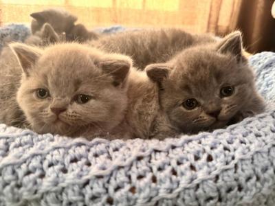 Percy Babies - British Shorthair - Gallery Photo #1