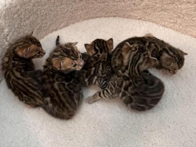 Female Bengals - Bengal - Gallery Photo #1