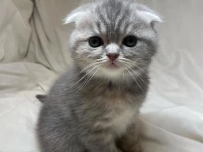 Miyu - Scottish Fold - Gallery Photo #1