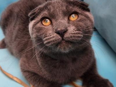 Three Kittens - Scottish Fold - Gallery Photo #1