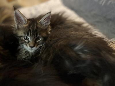 One Jazz Kitten Left - Maine Coon - Gallery Photo #1