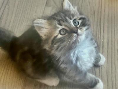 Smoke Blue Tabby Persian Kittens - Persian - Gallery Photo #1