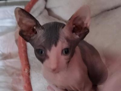 Debbie's Daughter - Sphynx - Gallery Photo #1