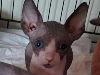 Calif Debbie's Boy 1 - Sphynx - Gallery Photo #1