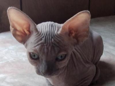 Bambi's Favorite - Sphynx - Gallery Photo #1