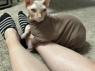 Douxie - Sphynx - Gallery Photo #1