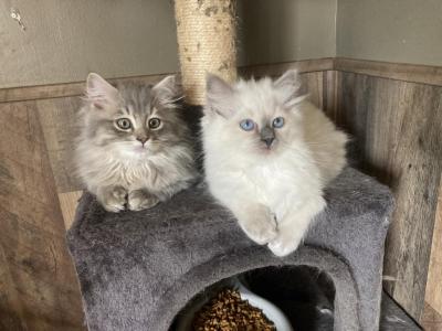 Sunday - Ragdoll - Gallery Photo #1