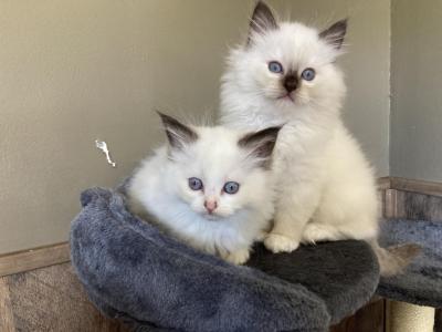 Lover - Ragdoll - Gallery Photo #1