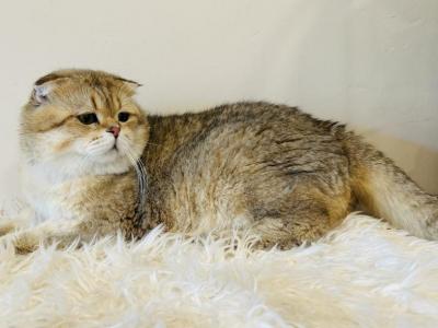 Scottish Fold Male - Scottish Fold - Gallery Photo #1