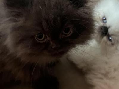 Brown Kitten Persian - Persian - Gallery Photo #1