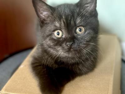 British Shorthair Black And Blue Girls - British Shorthair - Gallery Photo #1