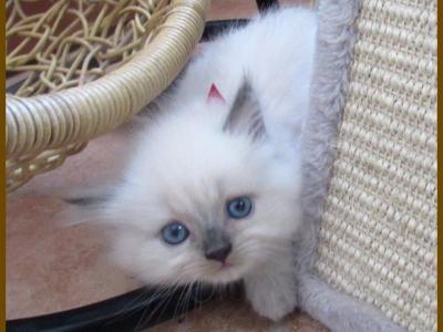 Himalayan Kittens August - Himalayan - Gallery Photo #1