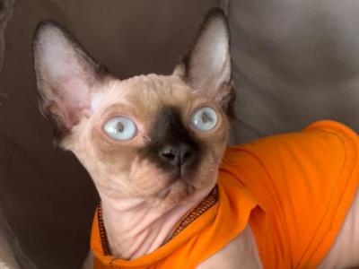 Bambino Sphynx Female Cat Bicolor Color - Bambino - Gallery Photo #1