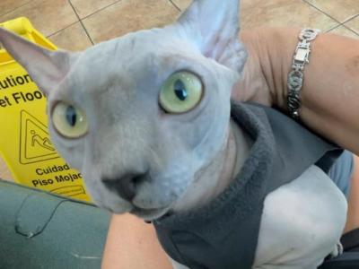 Blue Solid Bambino Male Cat For Sale - Bambino - Gallery Photo #1