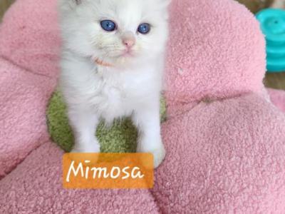 Mimosa - Ragdoll - Gallery Photo #1