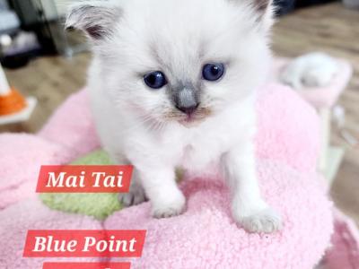 Mai Tai - Ragdoll - Gallery Photo #1