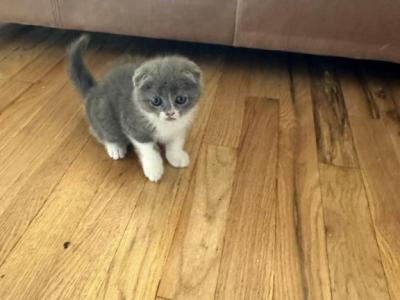 Sissy - Scottish Fold - Gallery Photo #1