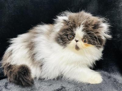 Camilla - Persian - Gallery Photo #1