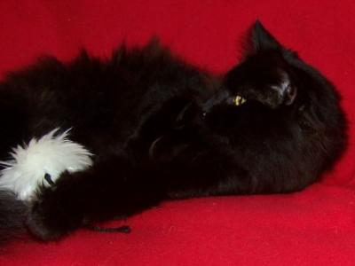 Black Magic - Norwegian Forest - Gallery Photo #1