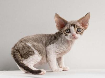 Eddie - Devon Rex - Gallery Photo #1