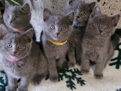 Russian Blues - Russian Blue - Gallery Photo #1