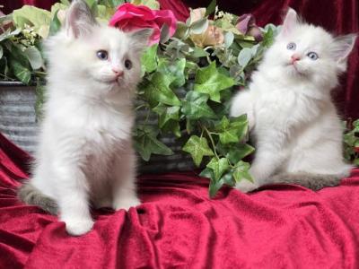 Heavenly Ragdoll Kittens - Ragdoll - Gallery Photo #1