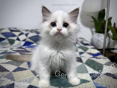 Zipper - Ragdoll - Gallery Photo #1