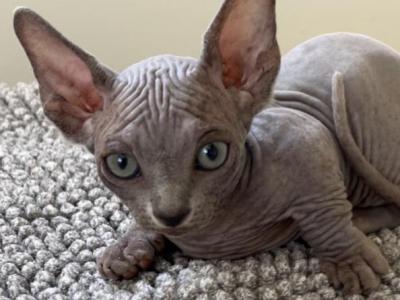 Bambino Sphynx Male Cat Blue Color - Bambino - Gallery Photo #1