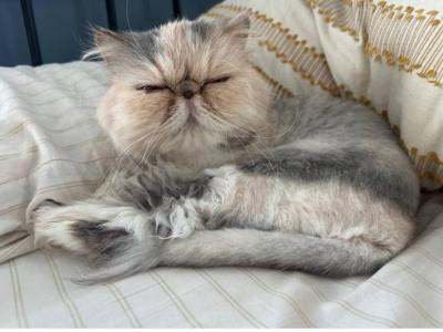 Oscar & Sassy - Persian - Gallery Photo #1