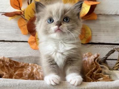 Meeko Litter - Ragdoll - Gallery Photo #1