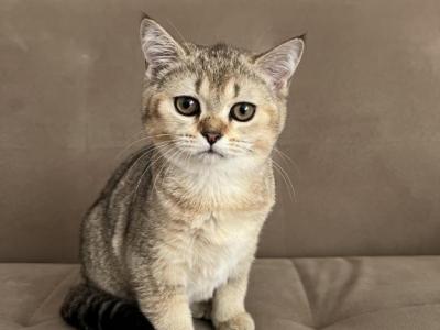 Scottish Fold Kittens - Scottish Fold - Gallery Photo #1