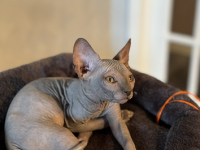 Sphynx - Sphynx - Gallery Photo #1