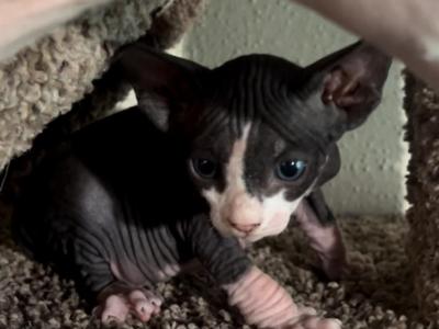 Hambone - Sphynx - Gallery Photo #1