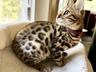 Bengal Kittens - Bengal - Gallery Photo #1