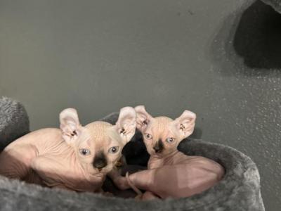 Sphynx Elf Kittens - Sphynx - Gallery Photo #1