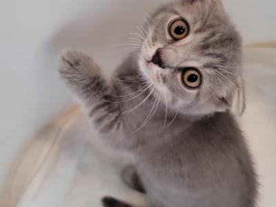 Toshka - Scottish Fold - Gallery Photo #1