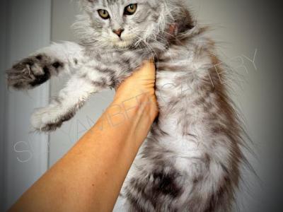 Zlata - Maine Coon - Gallery Photo #1