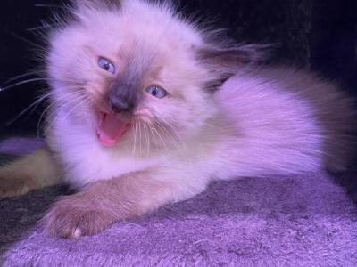 White Siamese Litter - Siamese - Gallery Photo #1