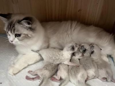 Ragdoll Litter - Ragdoll - Gallery Photo #1