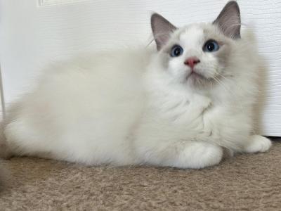 Handsome - Ragdoll - Gallery Photo #1