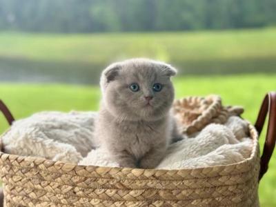 Kittyville Cattery - British Shorthair - Gallery Photo #1