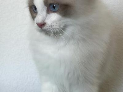 Handsome Boy - Ragdoll - Gallery Photo #1