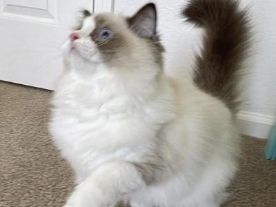 Preety Puppy - Ragdoll - Gallery Photo #1