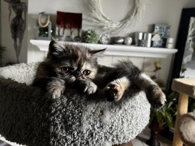 Dilute Tortoiseshell - Exotic - Gallery Photo #1